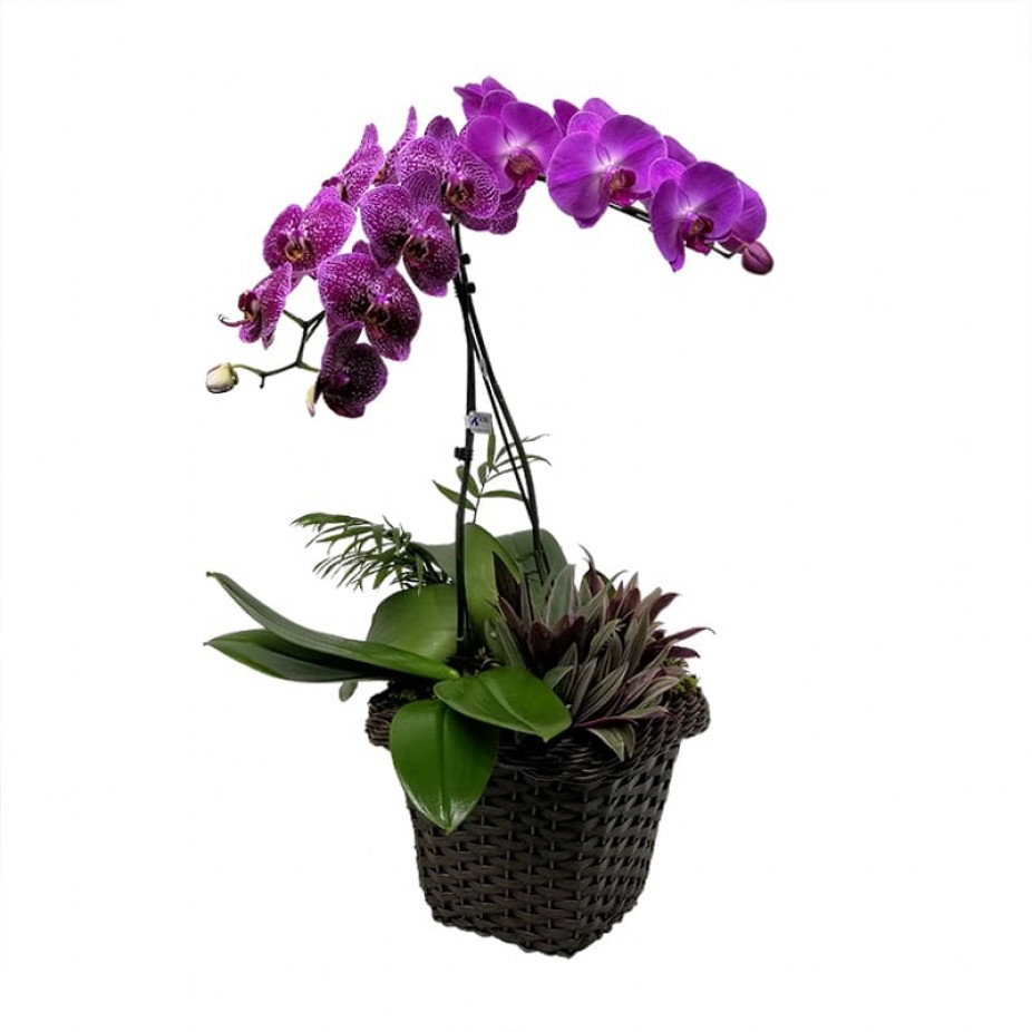 Orquídea Phalaenopsis Roxa em vaso de Rattan Sintético