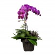 Orquídea Phalaenopsis Roxa em vaso de Rattan Sintético