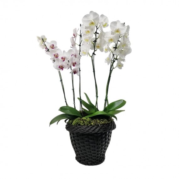Arrangement with 02 Potted Orchids in Synthetic Rattan Pot