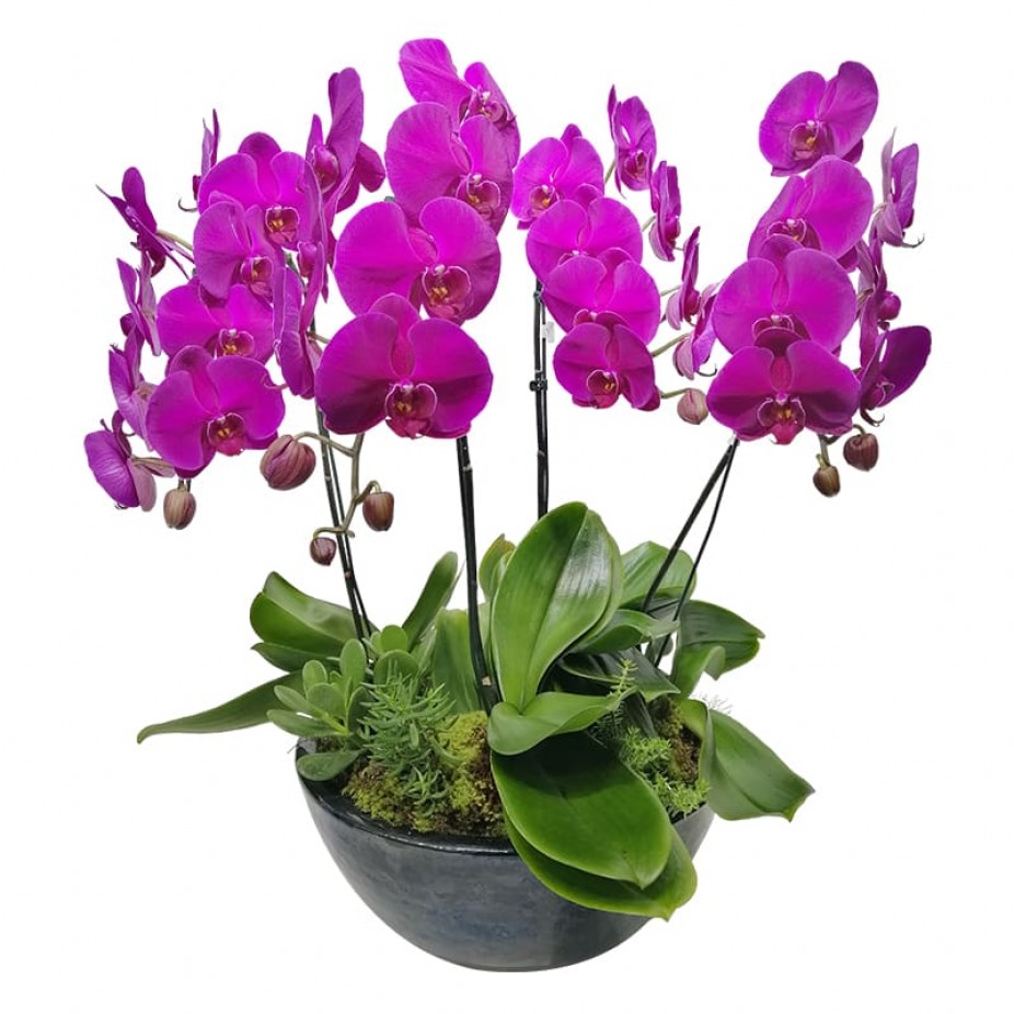 Orquídeas Roxas em vaso vietnamita