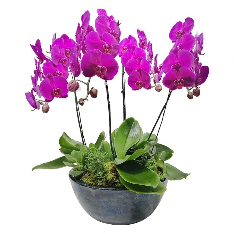 Orquídeas Roxas em vaso vietnamita