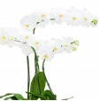 Arranjo Grande de Orquídeas Brancas