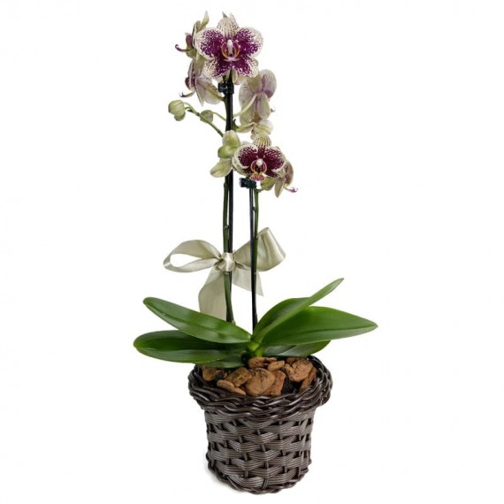 Mini Orchids Planted Yellow and Purple Affection