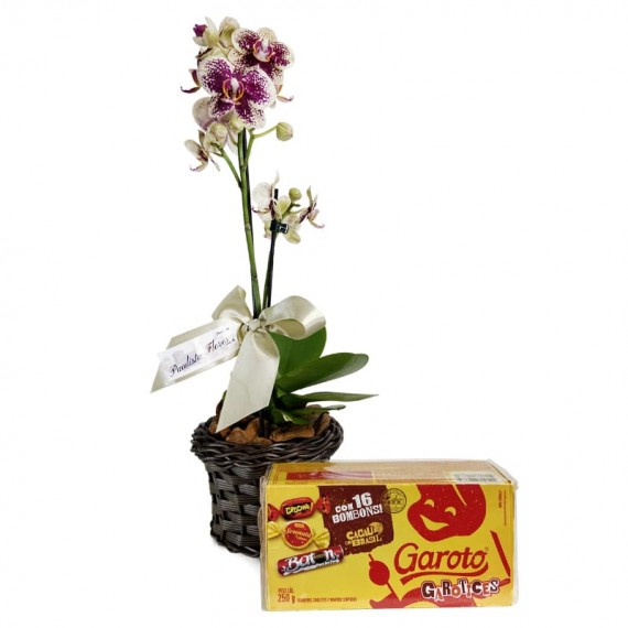 Mini Orquídeas Plantada Amarela e Roxa Carinho e Caixa de Bombons Garoto