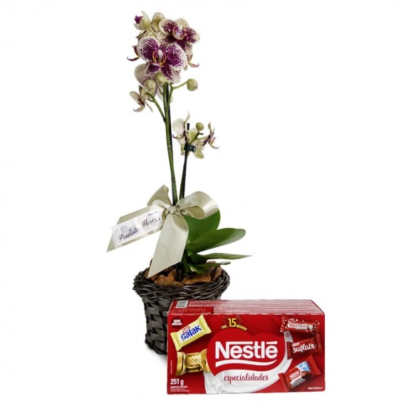 Mini Orquídeas Plantada Amarela e Roxa Carinho e Caixa de Bombons Nestlé