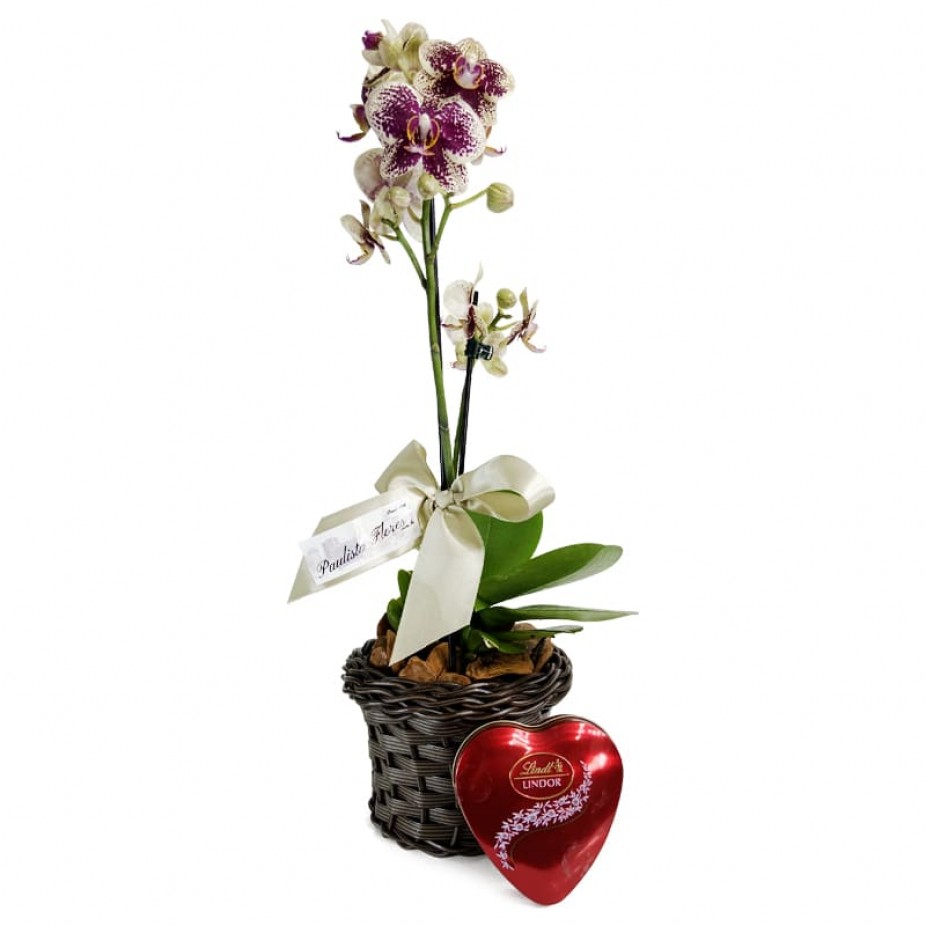 Mini Orquídeas Plantada Amarela e Roxa Carinho com Lindt Coração P