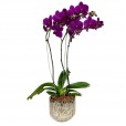 Dark Purple Orchid