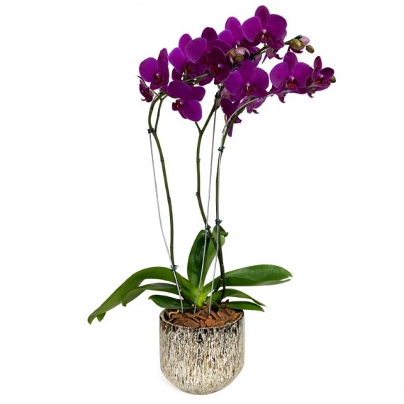 Dark Purple Orchid