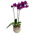 Dark Purple Orchid