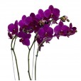 Dark Purple Orchid
