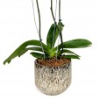 Dark Purple Orchid