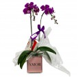 Purple Elegance Orchid