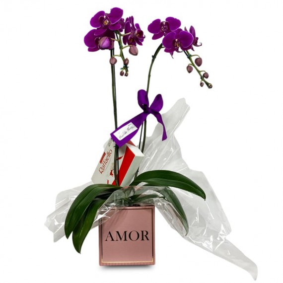 Purple Elegance Orchid