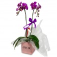 Purple Elegance Orchid