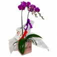 Purple Elegance Orchid