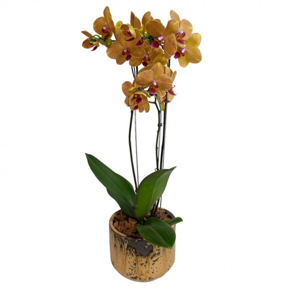 Orquídea Plantada Gold