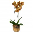 Orchid Planted Gold