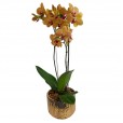 Orchid Planted Gold