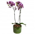White Pink Love Orchid