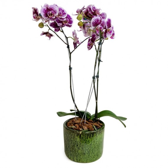 White Pink Love Orchid