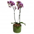 White Pink Love Orchid
