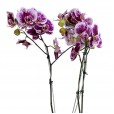 White Pink Love Orchid