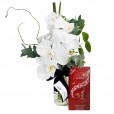 Arrangement of Love White Orchids and Lindt Milk Chocolate Bar