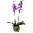 Orquídea Roxa em Vaso de Vidro Redondo