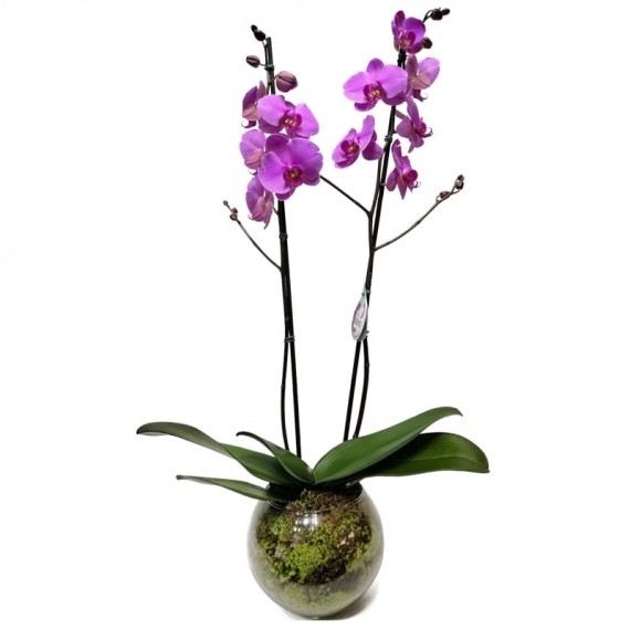 Orquídea Roxa em Vaso de Vidro Redondo