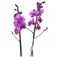Orquídea Roxa em Vaso de Vidro Redondo