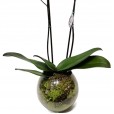 Orquídea Roxa em Vaso de Vidro Redondo
