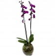 Orquídea Roxa em Vaso de Vidro Redondo