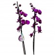 Orquídea Roxa em Vaso de Vidro Redondo