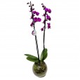 Orquídea Roxa em Vaso de Vidro Redondo