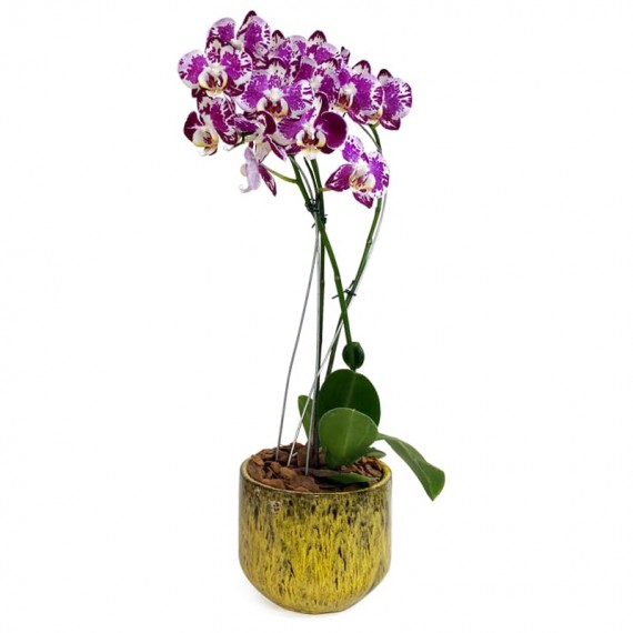 Orquídea White Pink