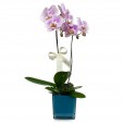 Orchid Delicacy