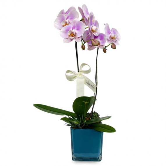Orchid Delicacy