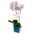 Orchid Delicacy