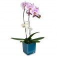 Orchid Delicacy