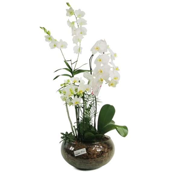 White Orchids in Mexerica Vase