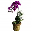 Pink Orchid I