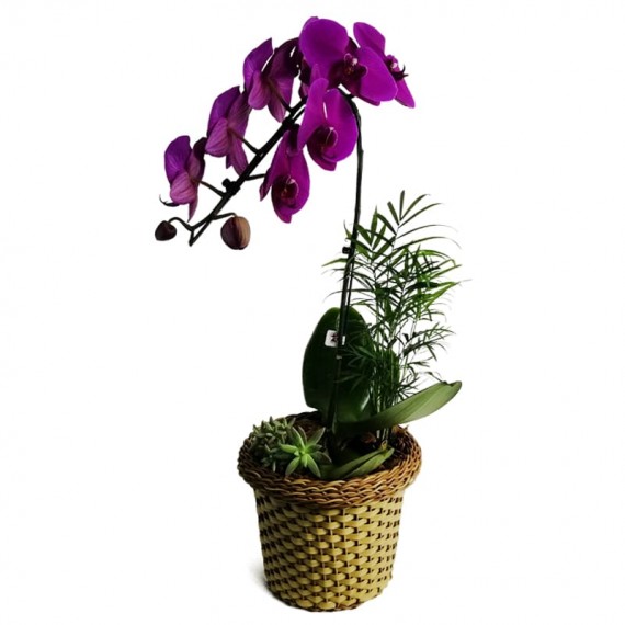 Pink Orchid I