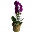 Pink Orchid I
