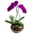 Pink Orchid II