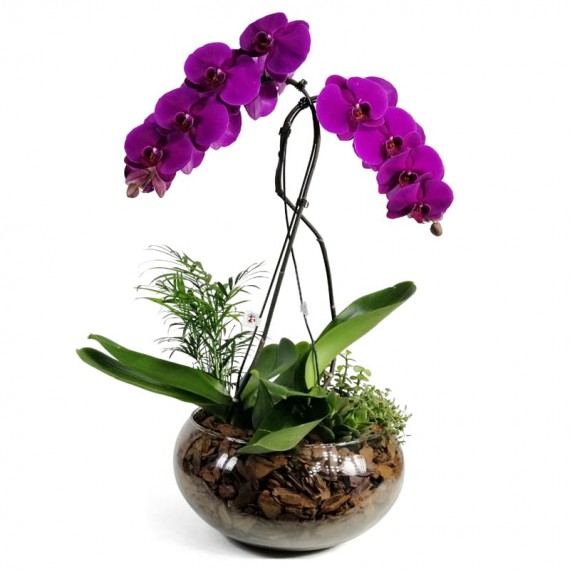 Pink Orchid II