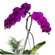 Pink Orchid II