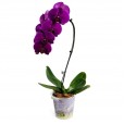Orquídea Pink IV