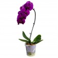 Orquídea Pink IV