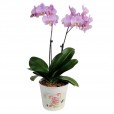 Orquídea Rosa