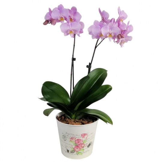 Orquídea Rosa